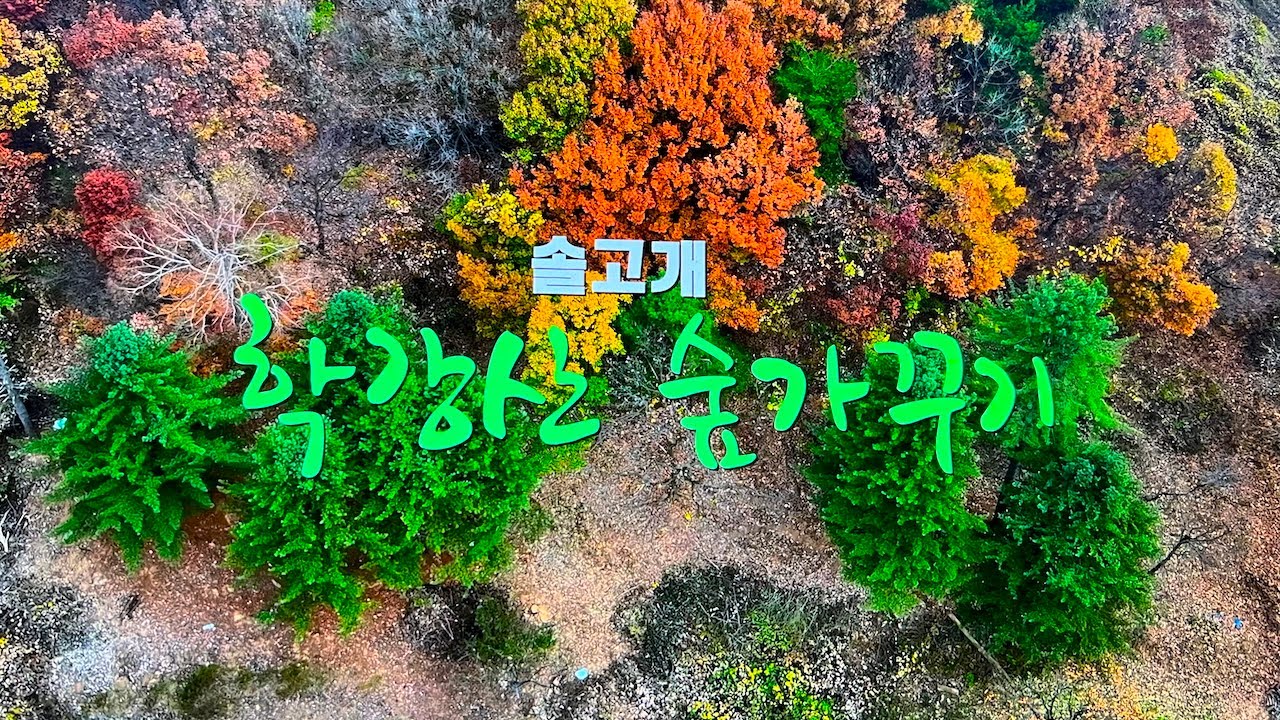 단양 솔고개마을 경관수목 학강산 숲가꾸기 프로젝트 2024