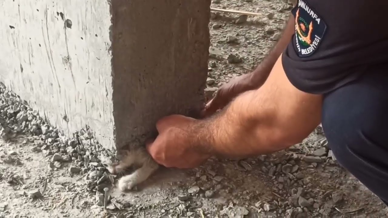 Miracle Rescue! Cat Trapped in Concrete Column Saved by Firefighters