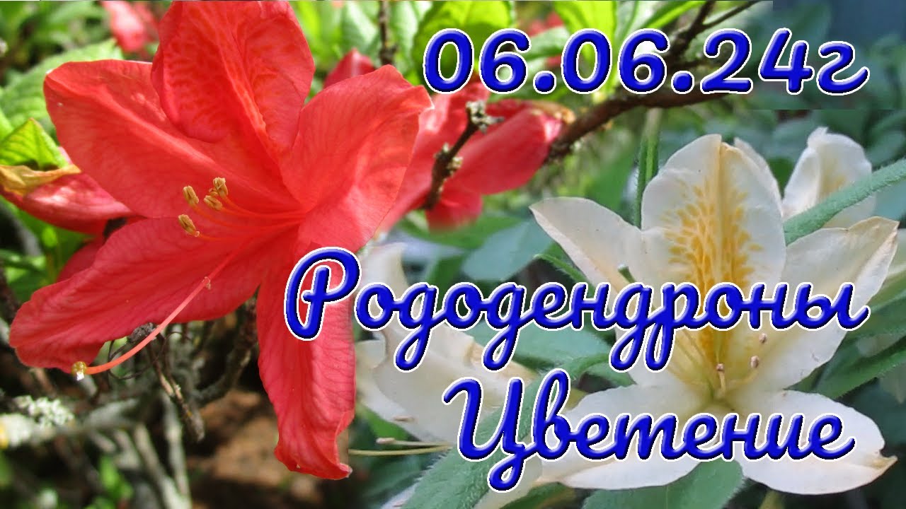06 06 24г  Рододендроны  Цветение