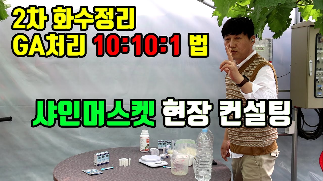 샤인머스켓 현장컨설팅 3편