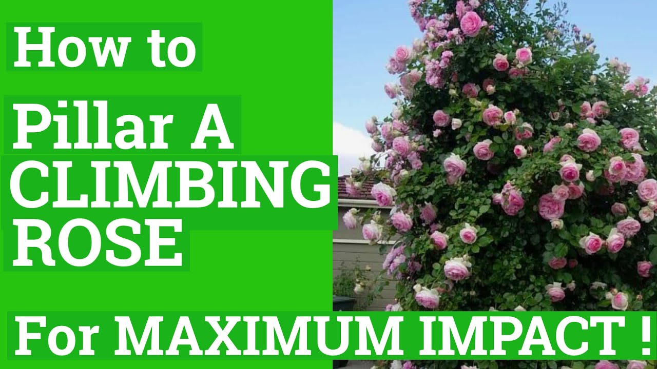 ROSE CARE. How To PILLAR a CLIMBING ROSE. Buhay Amerika. Rose Garden. Eden Climbing Rose