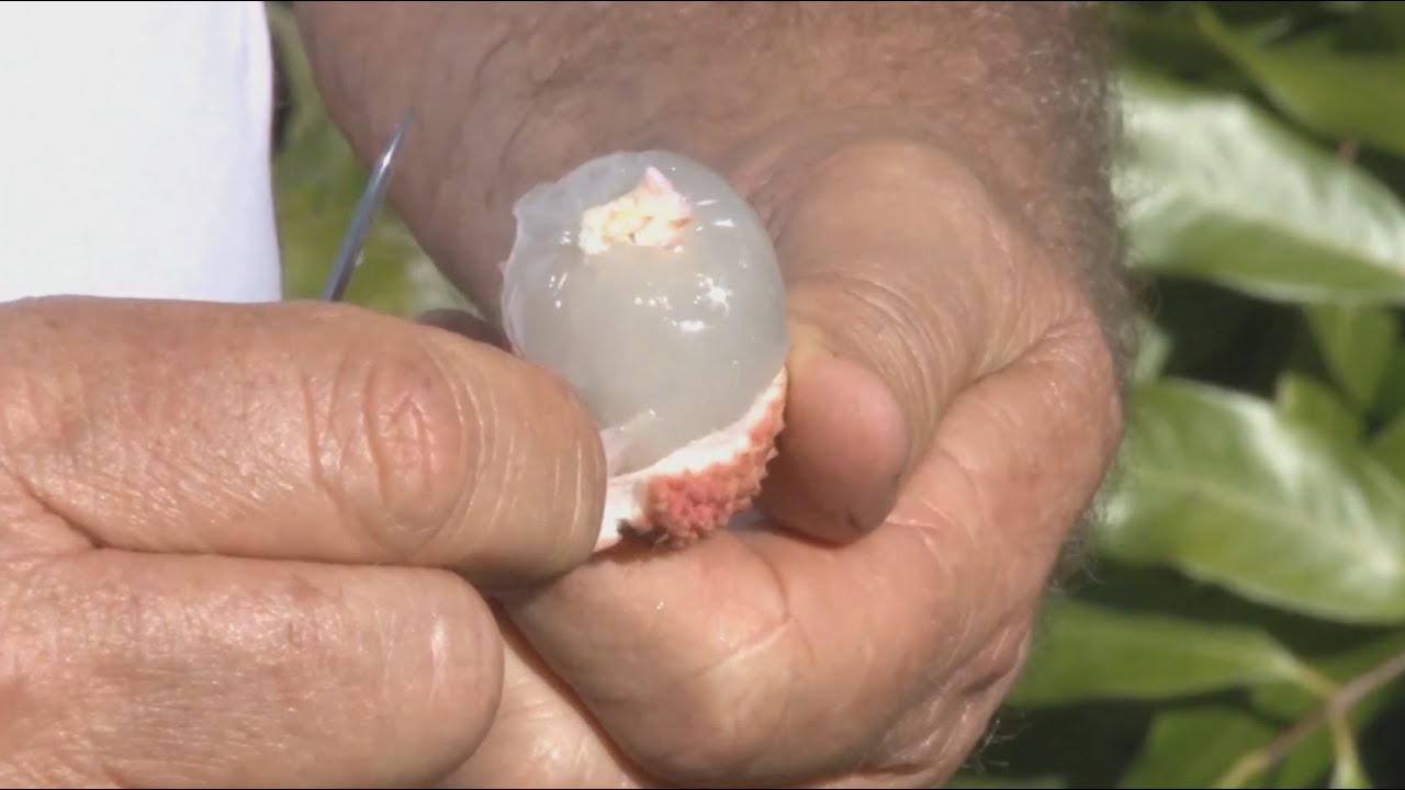 Cultivo de lichia no Rio Grande do Sul  - Programa Rio Grande Rural