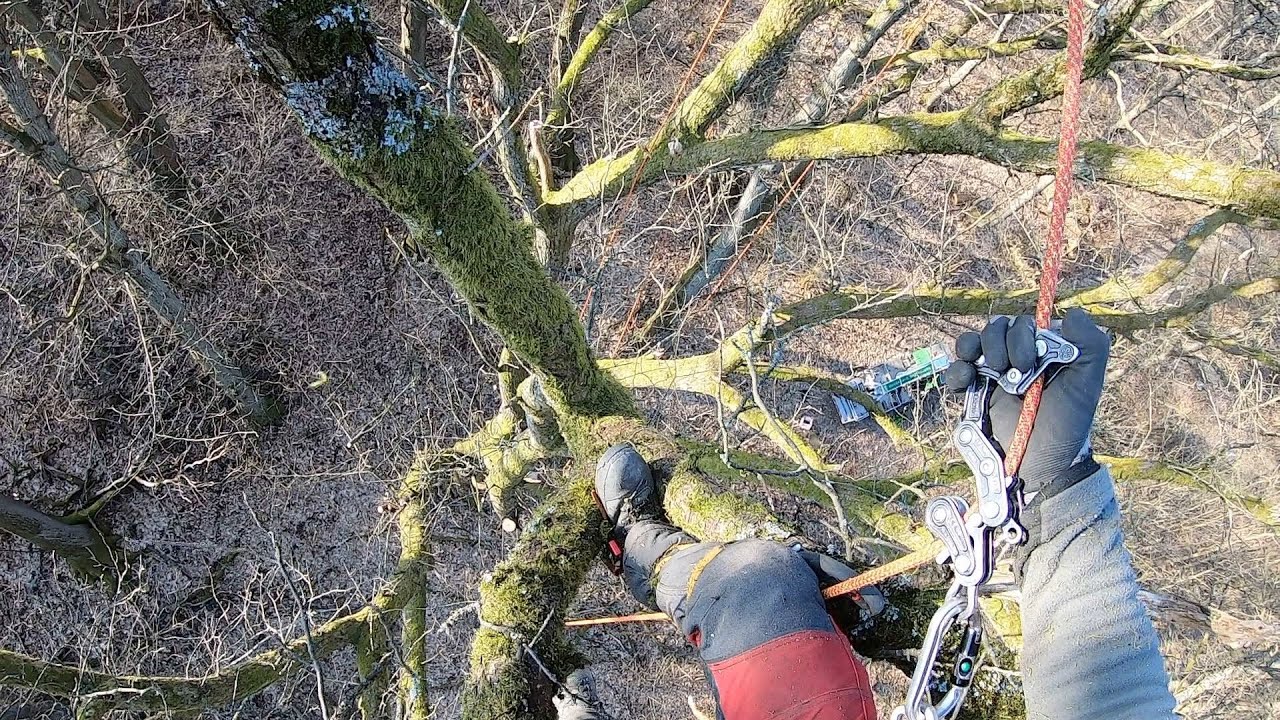 Einfachseil ist GEIL! Naturdenkmal klettern! Rope Runner Pro im Einsatz