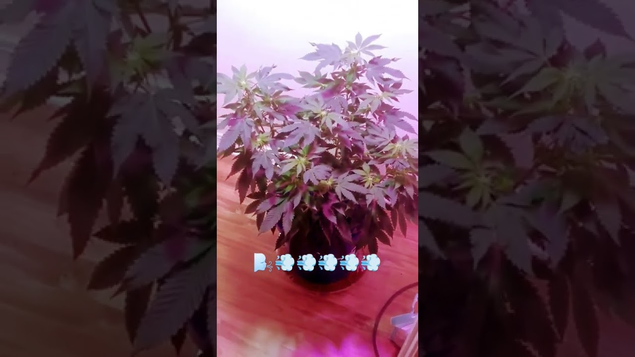 DIY Cannabis Closet Grow