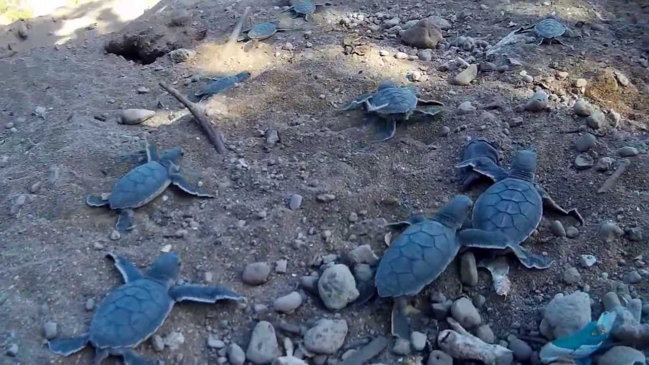 Mayotte ao&ucirc;t 2015