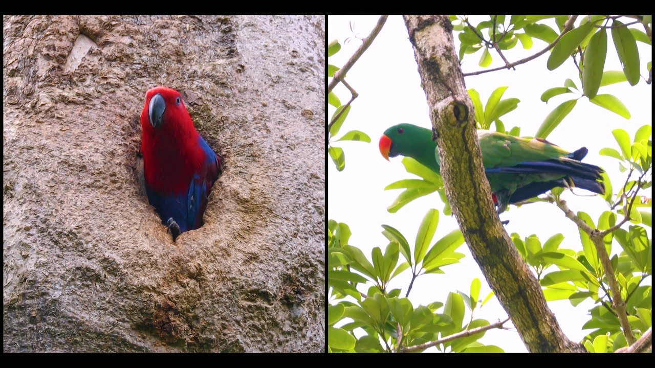 Eclectus Parrot Pair - Iron Range National Park