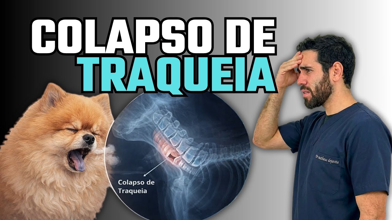 Colapso de traqueia: essa tosse não é brincadeira e pode custar a vida do seu cachorro