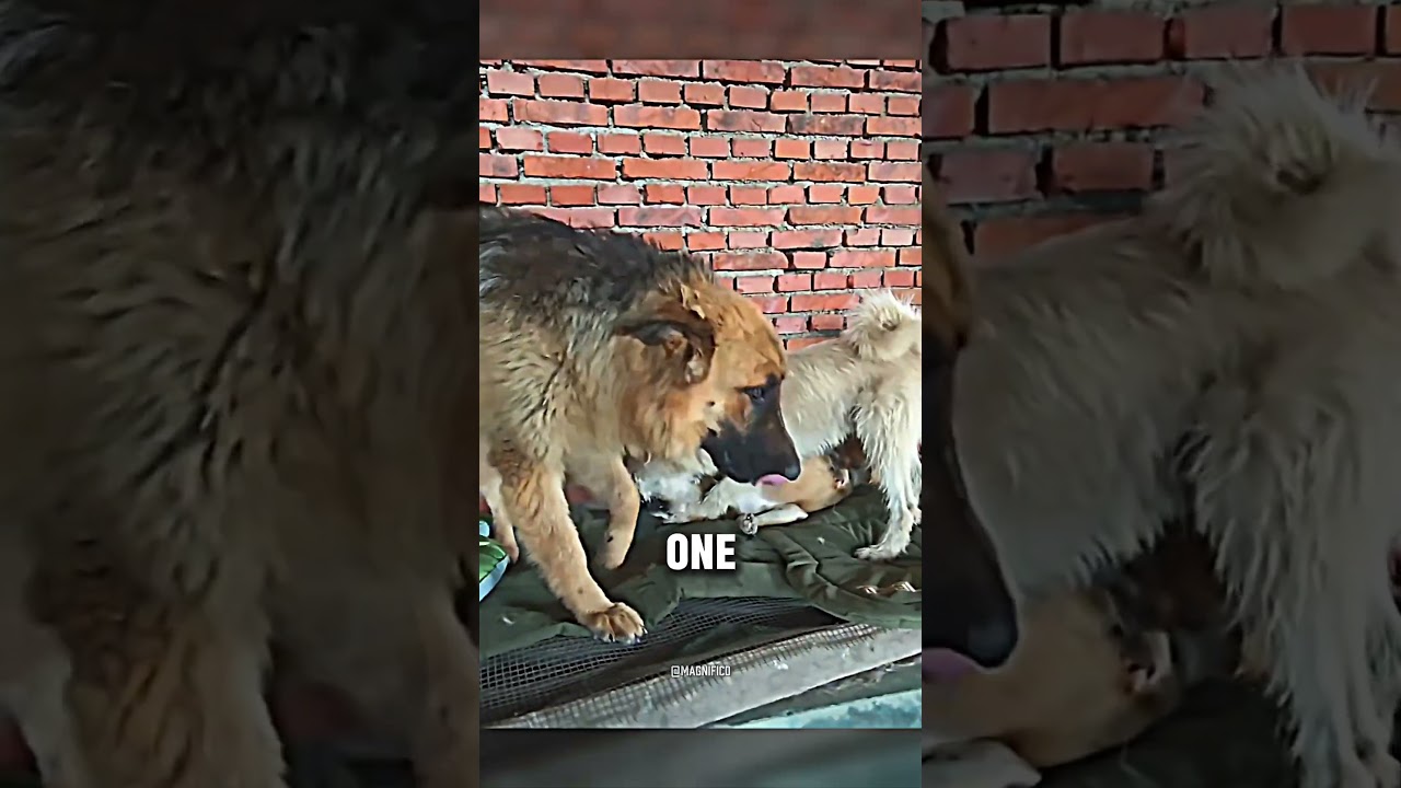 Альфа Дог СПАСЕН Новая собака приюта
