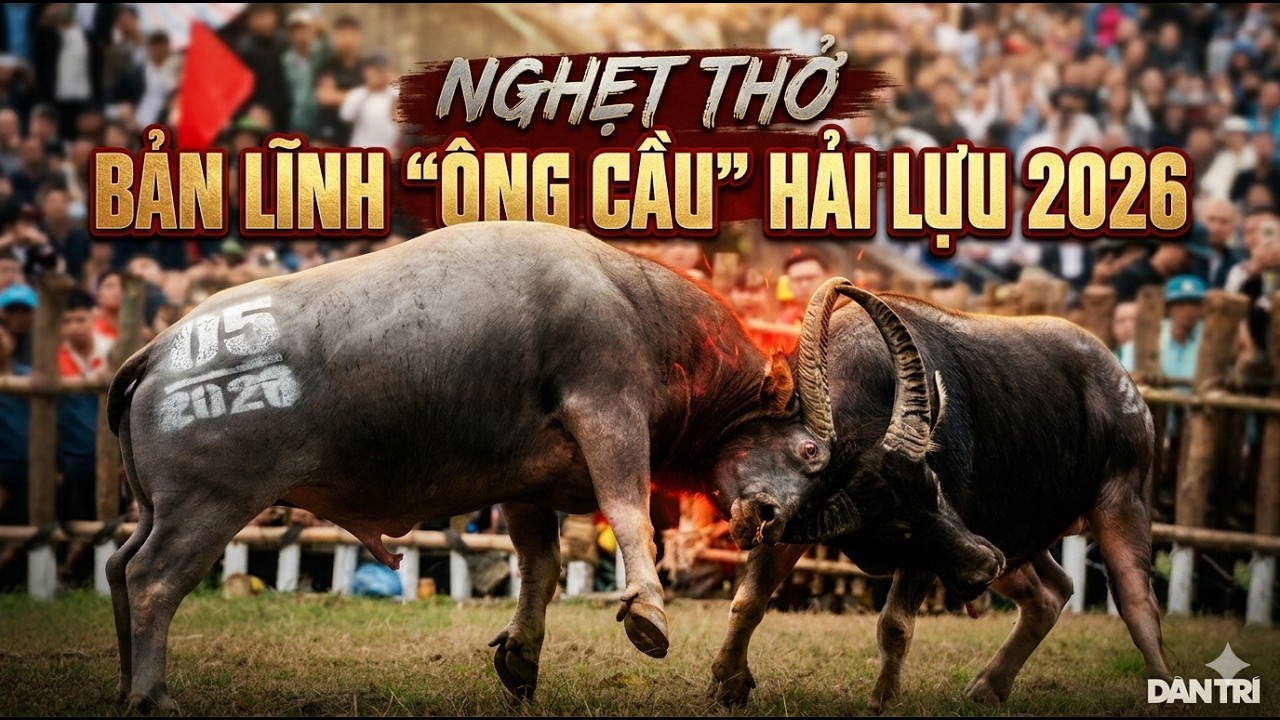 Chung Kết Lễ Hội CHọi Trâu Hải lựu ngày 17 tháng giêng âm lịch 2026
