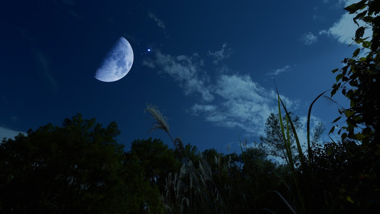 Night Ambient Sounds for Sleeping 10 Hours | Crickets, Insects & Gentle Windy Night