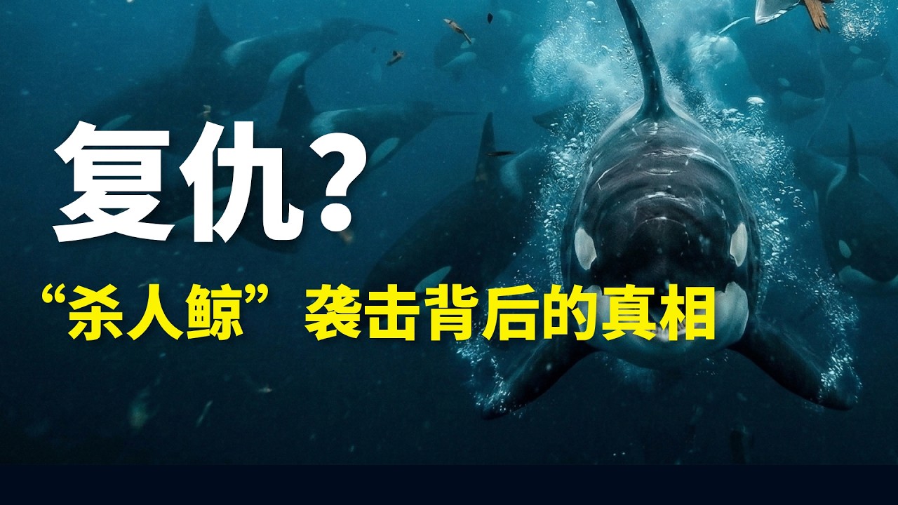 虎鲸，我们错怪你了！| 生物调查局03