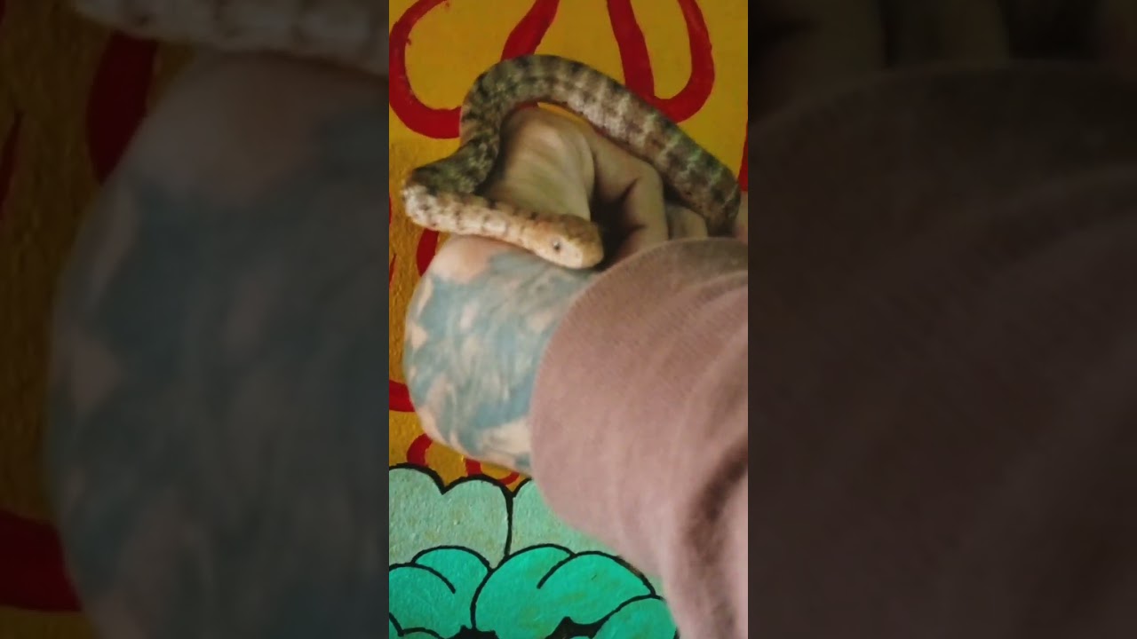 King Rat Snake 