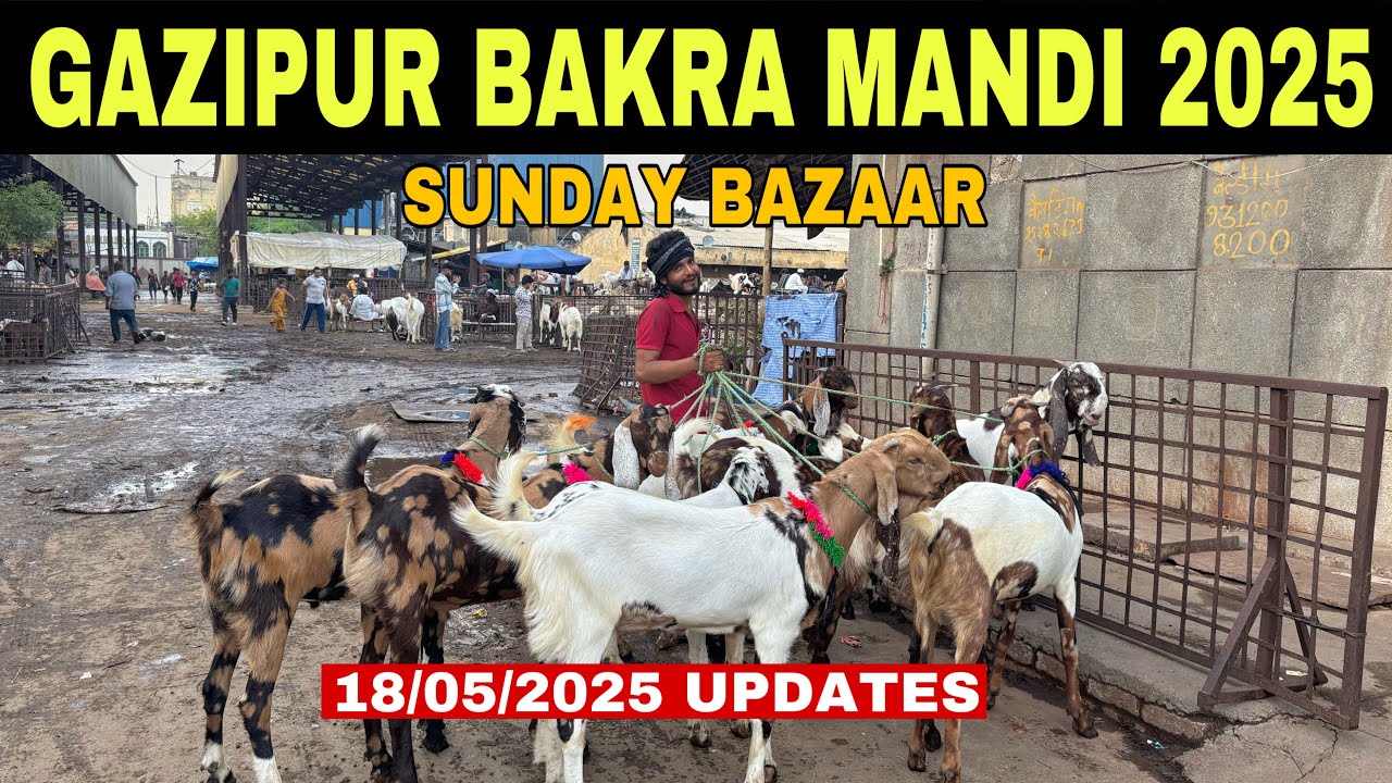 Gazipur Bakra Mandi Today Update 18/05/2025 | कुर्बानी के बकरे | Gazipur Bakra Mandi New Video