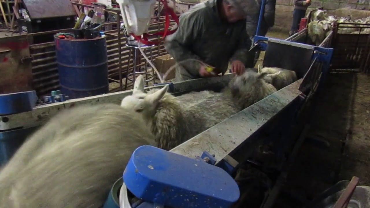 Steve Jones Sheep Conveyors