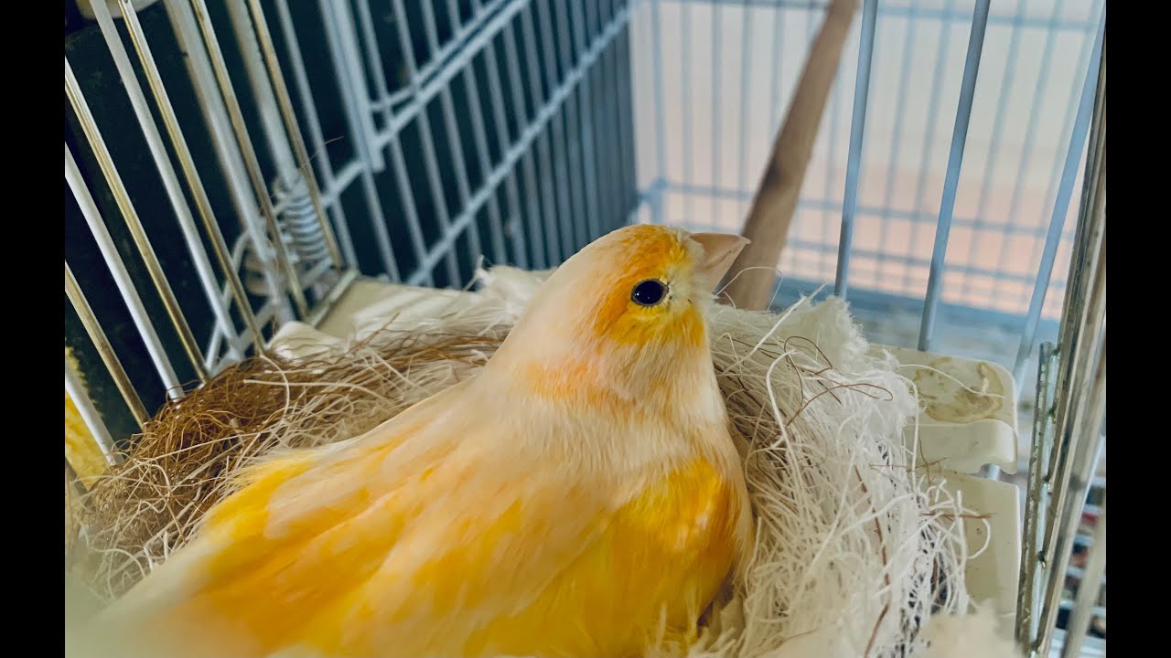 Canary breeding Update: How many eggs did my hen lay?