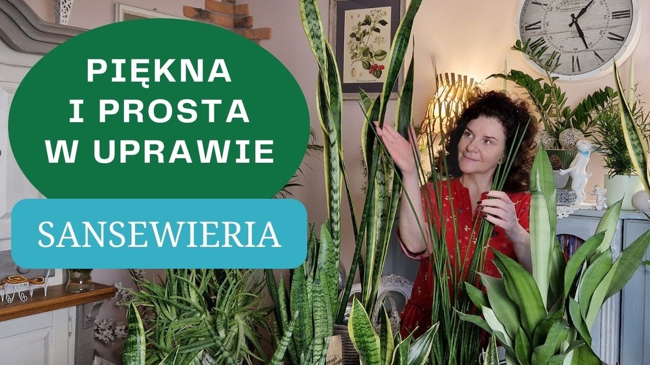 Najprostsza w uprawie roślina domowa - SANSEWIERIA - roślina doniczkowa dla początkujących