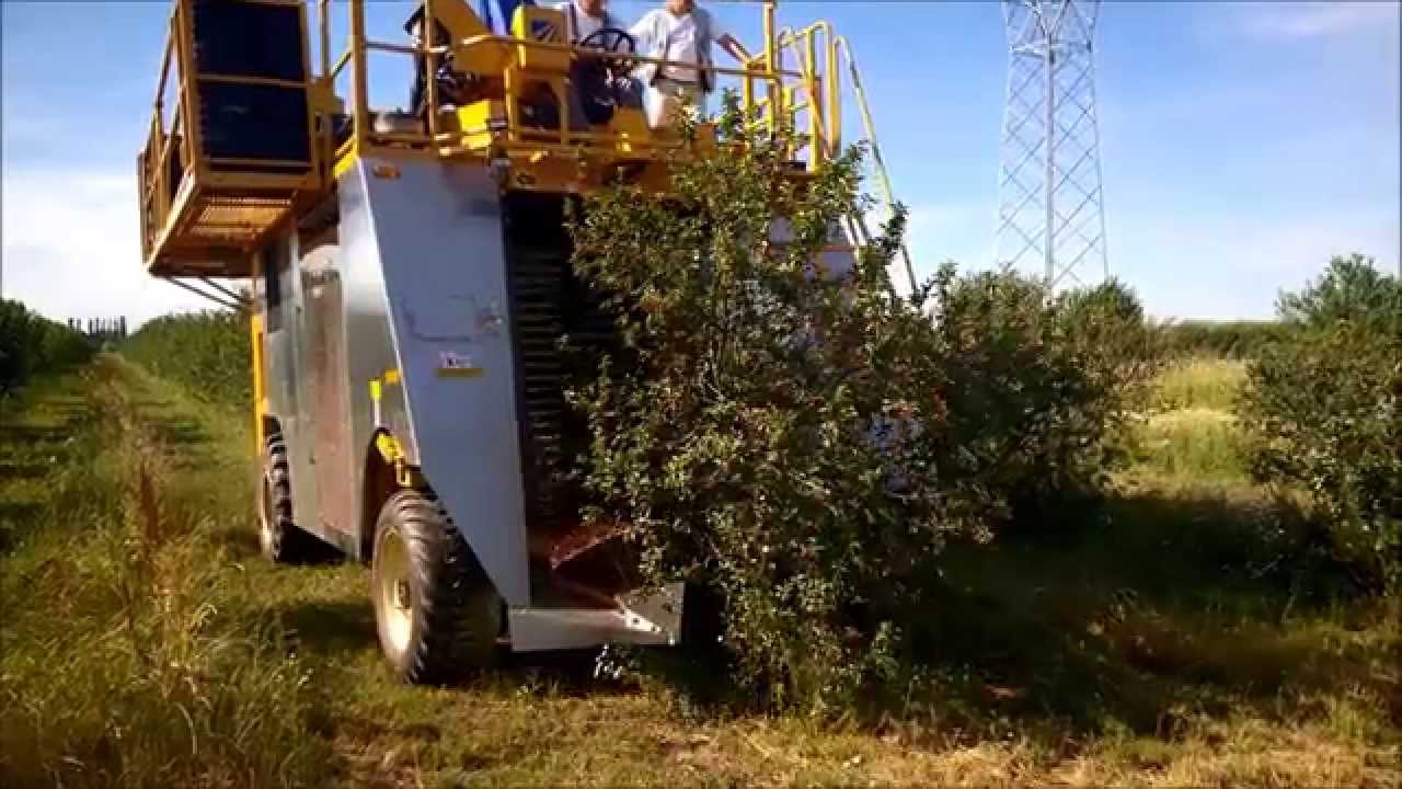 Fruit - Oxbo 7420 Sour cherry harvester