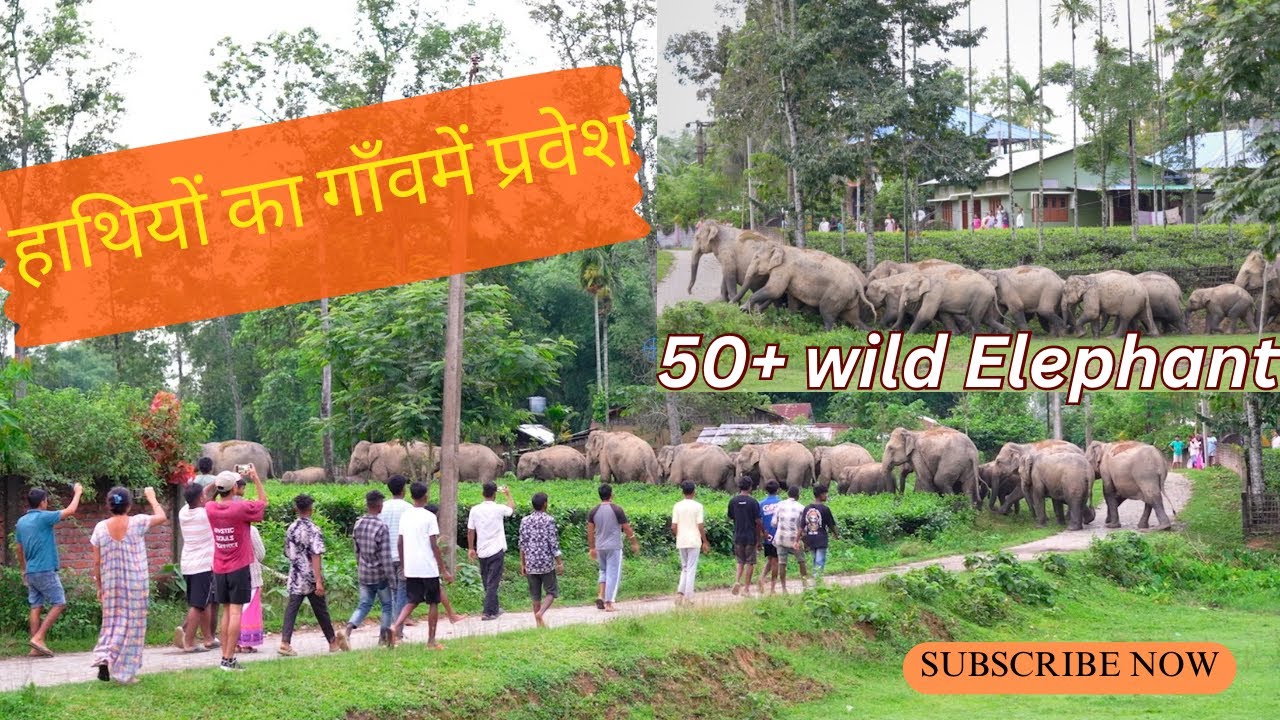 &ldquo;हाथियों का गाँव में प्रवेश | Elephant attack in village🚨😨||Assam || India