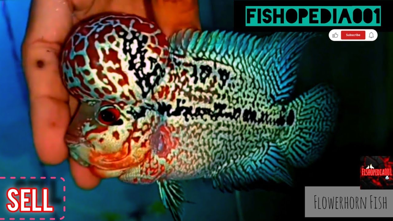 Flowerhorn Fish sell | flowerhorn fish keepes | kolkata