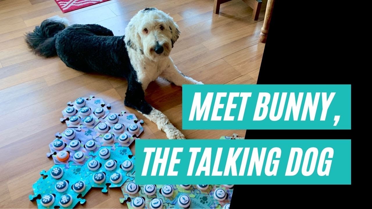Meet Bunny, the talking dog in Tacoma who's captured the world's attention