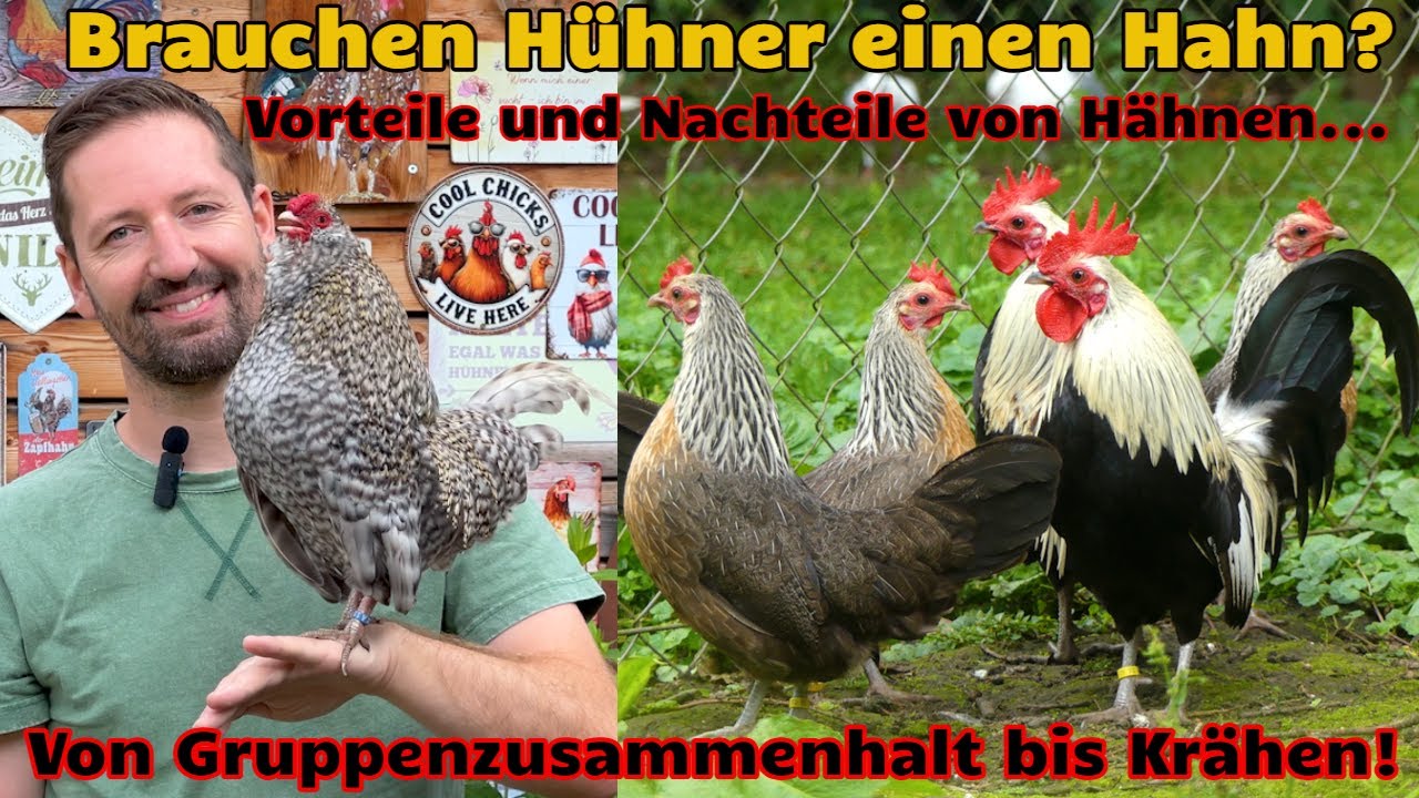 Brauchen H&uuml;hner einen Hahn? Vorteile und Nachteile von H&auml;hnen in der H&uuml;hnerschar! HAPPY HUHN E341