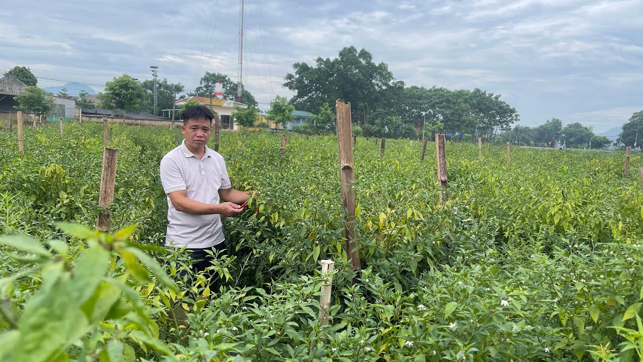 QUY TRÌNH KỸ THUẬT TRỒNG ỚT CHỈ THIÊN XUẤT KHẨU
