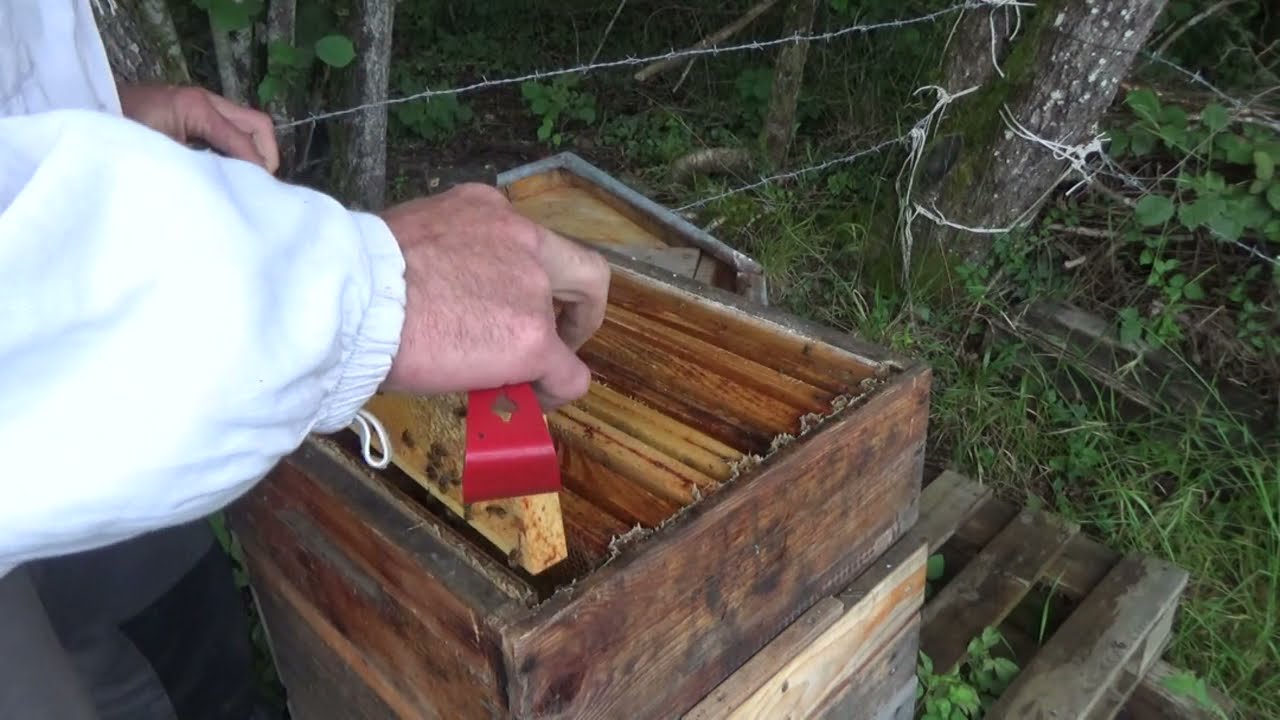 Peu de miel mais pas de frelons (7 aout 2021)