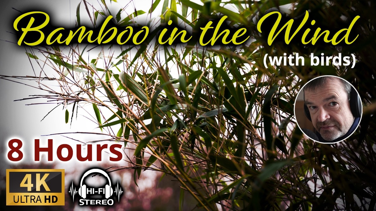 8 Hours of Bamboo in the Wind with Bird Song | Nature Sounds to Relax/ Focus | Sound Therapy