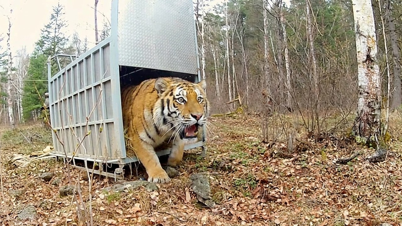 Животных впервые выпускают на свободу.