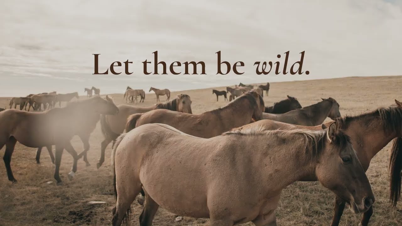 Wild horses in America