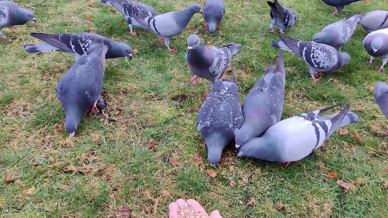 My very first hand feeding with the local Street pigeons... feather neck to the rescue!