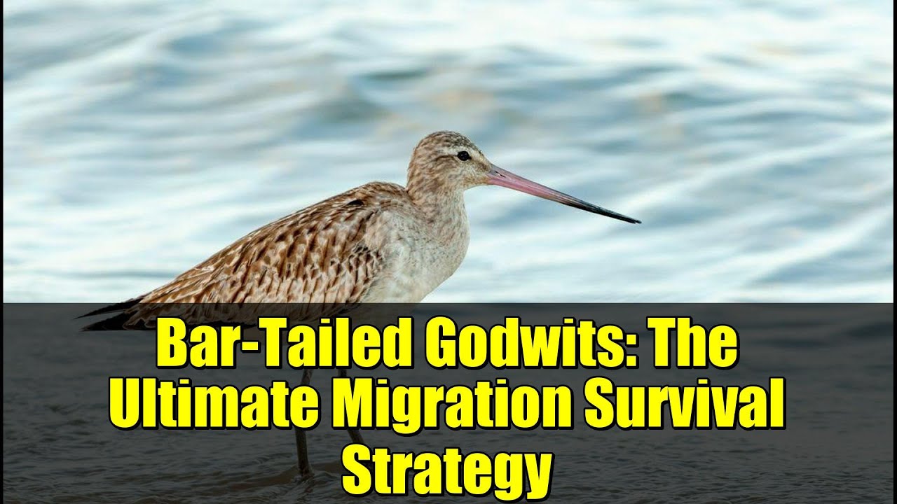Bar-Tailed Godwits: The Ultimate Migration Survival Strategy
