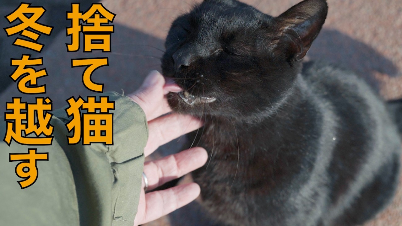 真冬に捨てられた黒猫プーマ　どうにか１年目の冬を乗り切るの巻