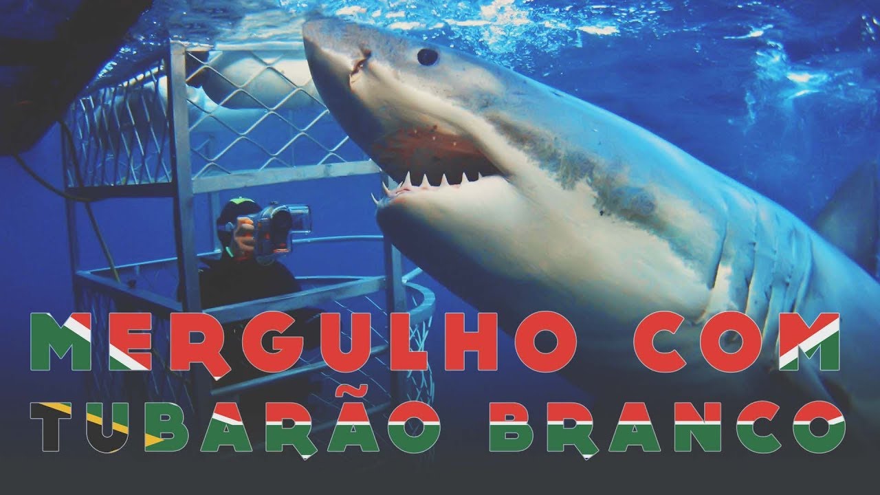 MERGULHO COM TUBARÃO BRANCO EM GANSBAAI - ÁFRICA DO SUL