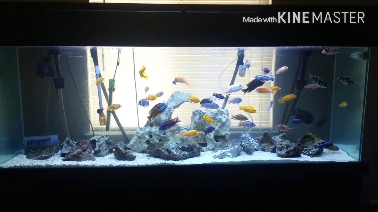 Beginner AFRICAN CICHLIDS sunken belly tribulations