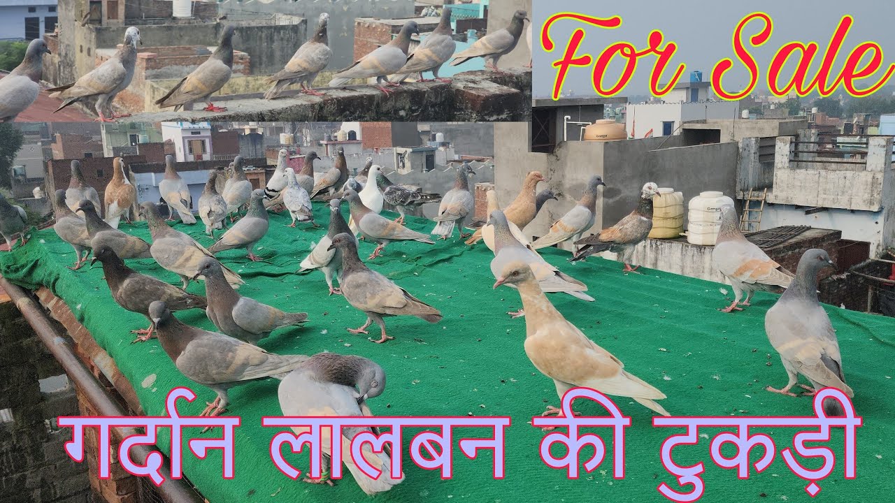 गर्दान लड़ते दौड़ते हुए 45 लालबन कबूतर।Gardaan kabootar for sale Amroha. 8958783801 imran bhai