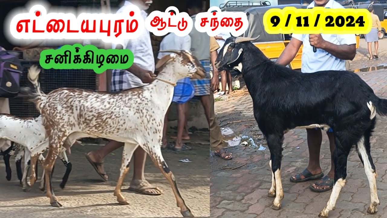 9 / 11 / 2024 / எட்டையாபுரம் ஆட்டு சந்தை / சனிக்கிழமை / Ettayapuram Goat Market @tamilvivasayi