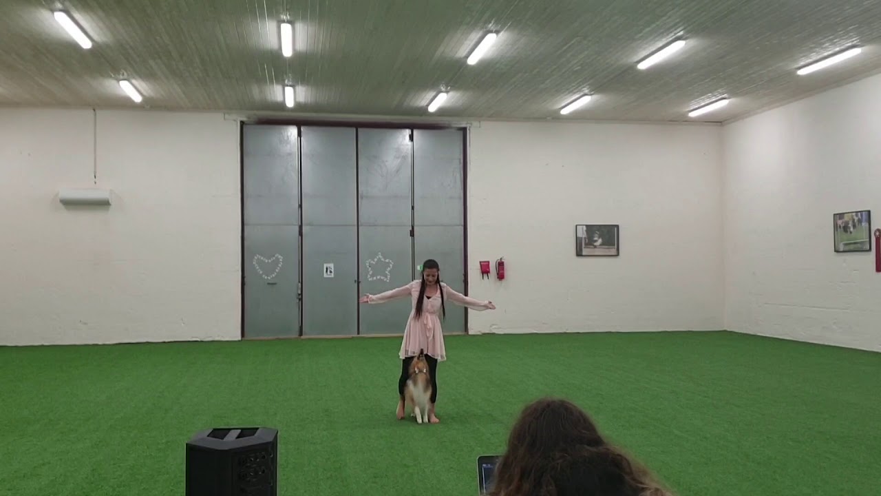 Milo - Debut Heelwork to Music klass 1 - Sölvesborg 8/9 -19 - Vinst!