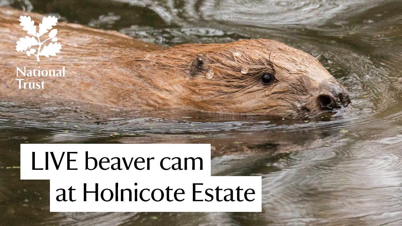 Beaver Lodge Camera – LIVE from National Trust Holnicote Estate