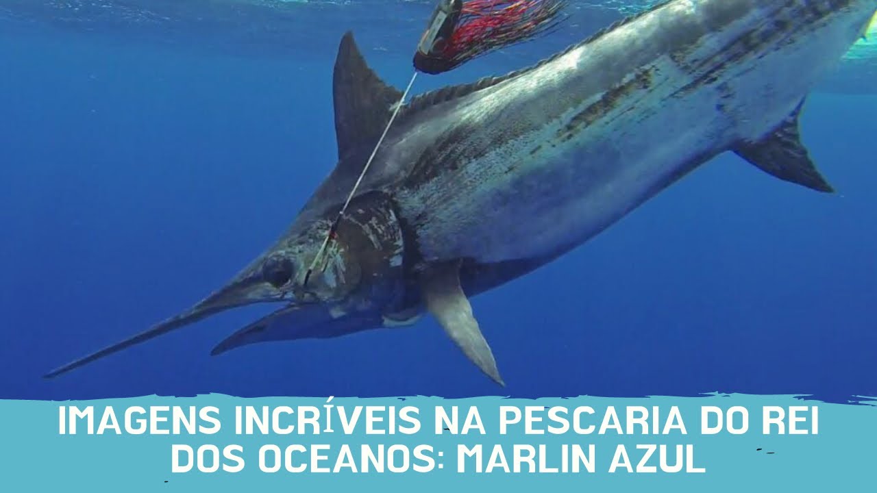 INCR&Iacute;VEL!!!! O REI DO MAR!!! Pescaria oce&acirc;nica de marlin azul peixe gigante!!!!