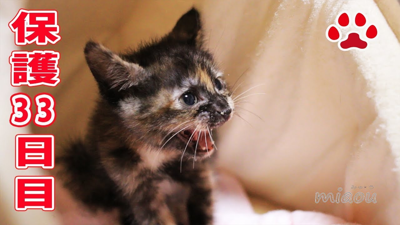 保護仔猫らな 33日目 猫と出会う 【瀬戸のらな日記】Today is the 33 day since my kitten Protection
