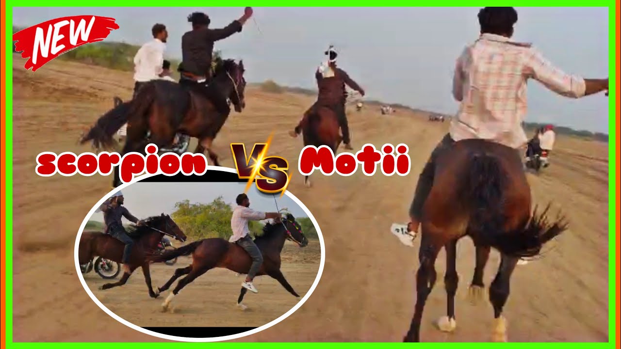 वाराही हॉर्स रेस  scorpion 🆚motti ki जबर जस्त रेस  26  | 01 | 2026 #horserace#horse#royalhorserace47