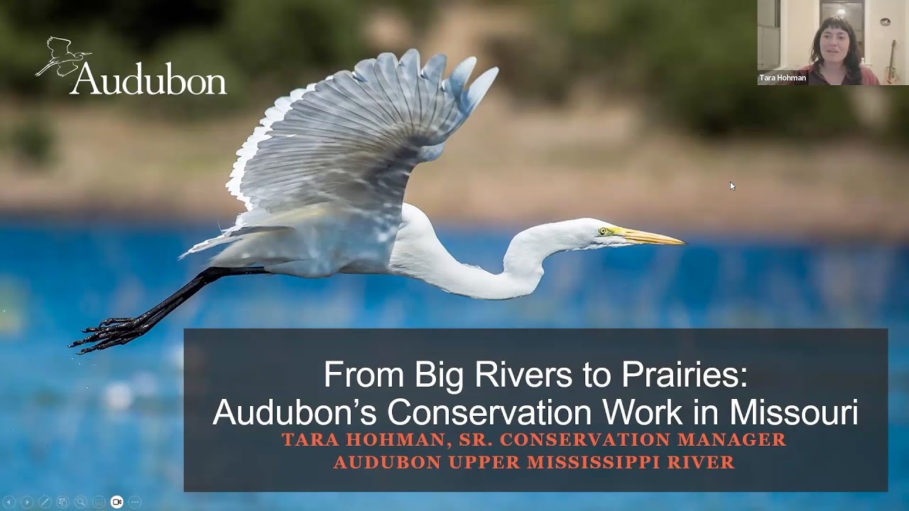 From Big Rivers to Prairies: Audubon’s Conservation Work in Missouri