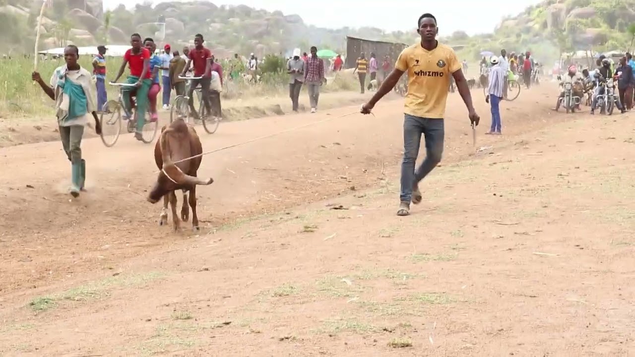 📍 Mnada hufanyika kila Alhamisi – Karibu ujipatie huduma bora na nyama choma!#MnadaWaNg'ombe