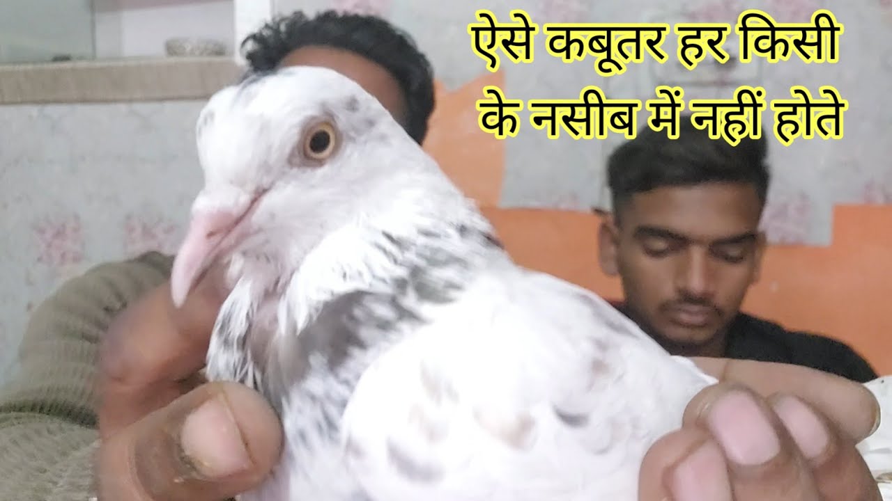 Aise kabutar Har kisi ke naseeb mein nhi hote,,9888150785