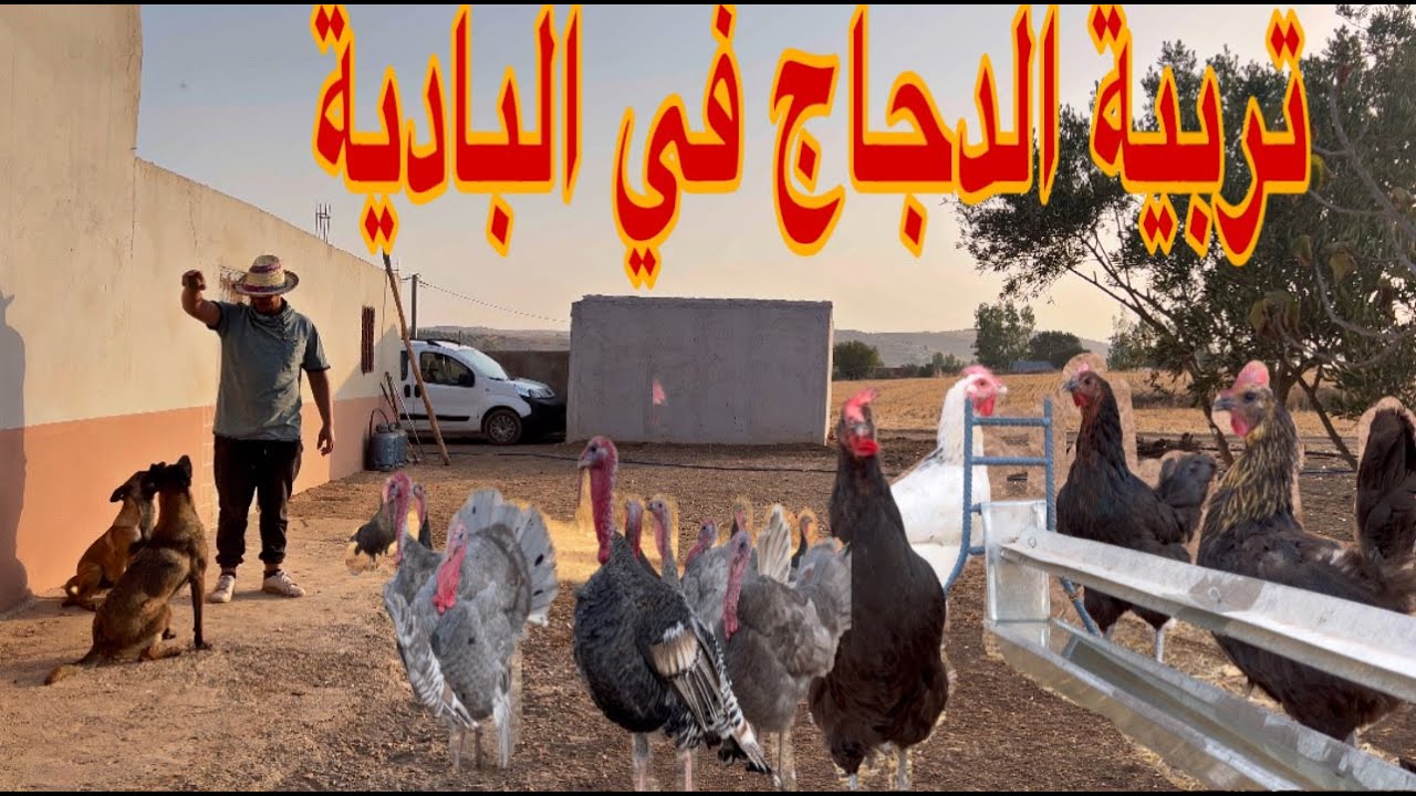 طريقة التعامل مع الدجاج كيفاش كنتعامل مع القطيع يوم من العمل في البادية اجواء رائعة