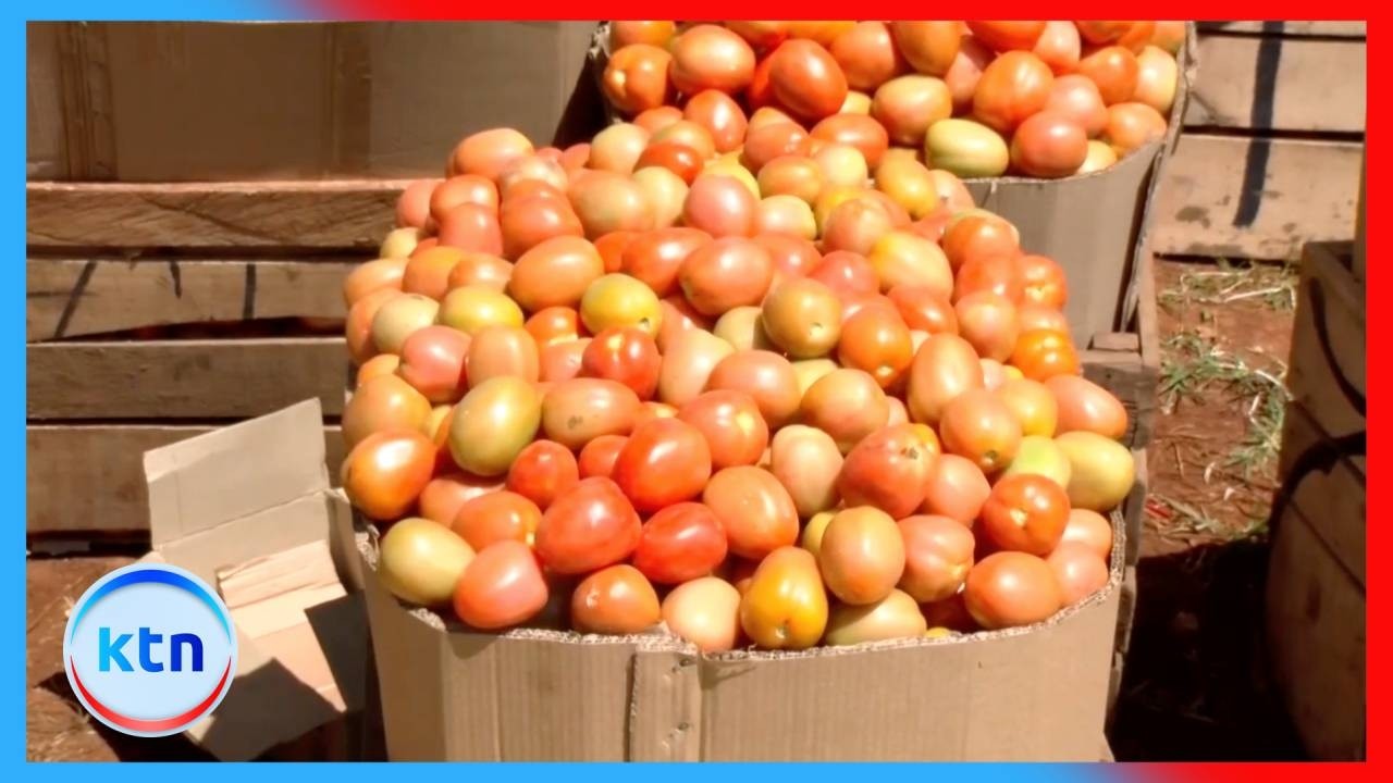Kirinyaga farmers defy drought with irrigation breakthrough
