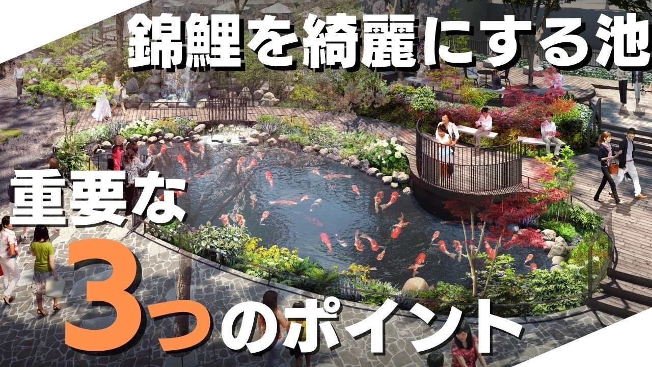 【錦鯉】プロが教える！錦鯉を綺麗に飼育するために必要な池の3つのポイント👉