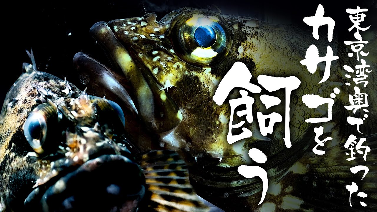 【東京湾奥で釣って飼う】電気うきイソメ&ジグヘッドワームでカサゴを釣って飼う【若洲 人口磯】【ガルプ ベビーサーディン】