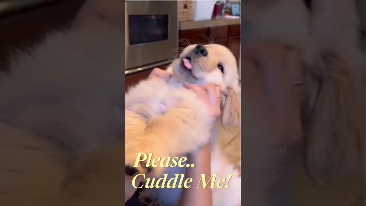 Golden Retriever Pup